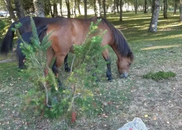 Casa de Férias Pomares Melgaço