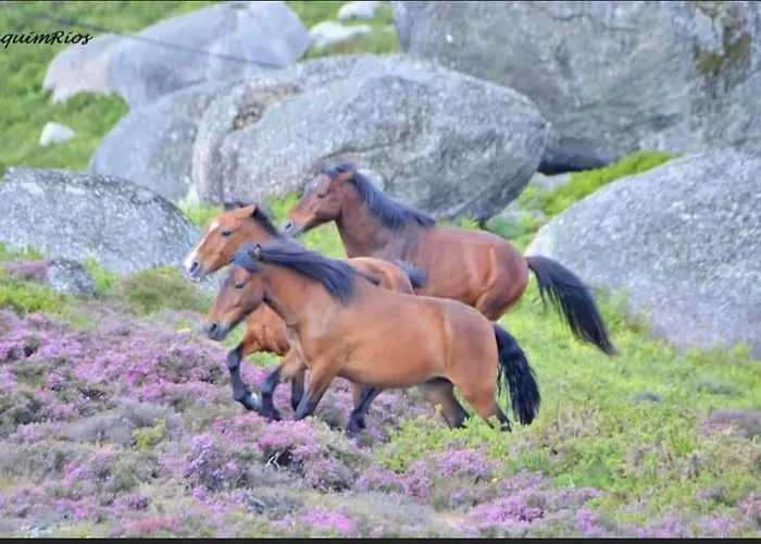 Casa de Férias Pomares Melgaço