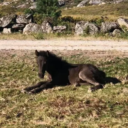 Pomares Holiday home *