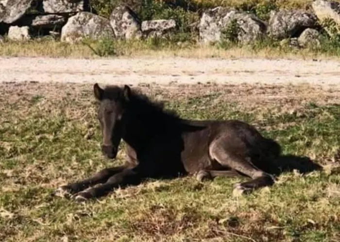 Pomares Vakantiehuis *